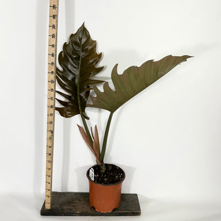 Philodendron 'Pluto' (Non-TC) [#1492]