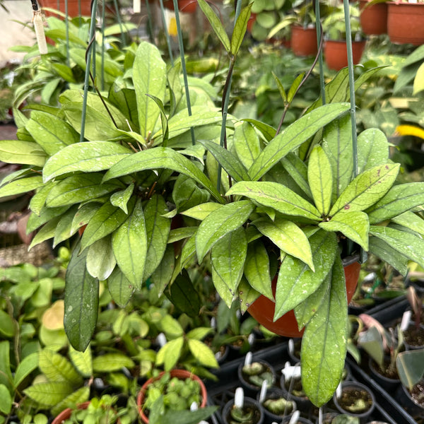 0703＊ホヤ ＊ Hoya ＊ crassipetiolata ＊スプラッシュ Hoya crassipetiolata (Splash) | Unsolicited Plant Talks