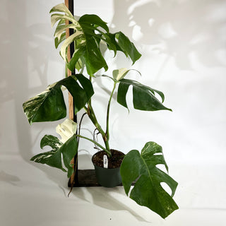 Monstera deliciosa var. borsigiana albo-variegata [#1966]