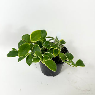 Hoya heuschkeliana albo-marginata [#1871]