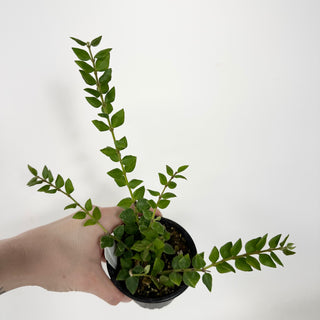 Hoya chinghungensis [#1725]