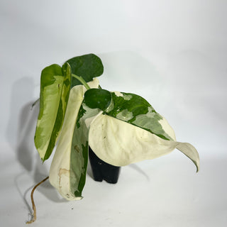 Syngonium chiapense variegated [#1953]