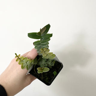 Z-5232 - Marcgravia umbellata