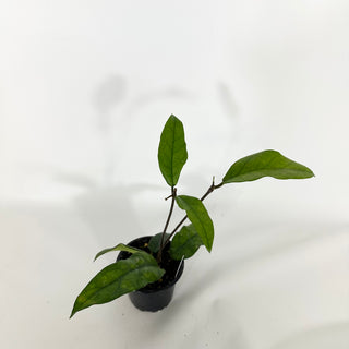 Hoya sp. Singapore