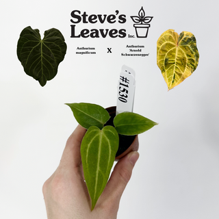 Anthurium magnificum x 'Arnold Schwarzenegger' - Seedling [#1530]