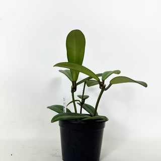 Hoya revolubilis [#2294]