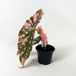 Begonia maculata (Variegated) [#1852]