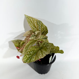 Begonia 'Snow Capped' (Variegated) [#1771]
