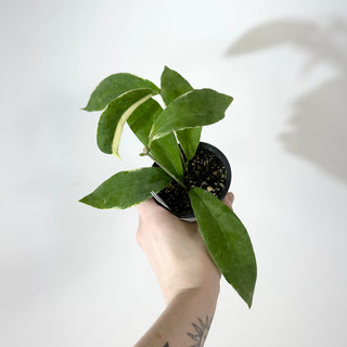 Hoya pimenteliana (outer variegated) [#2261]