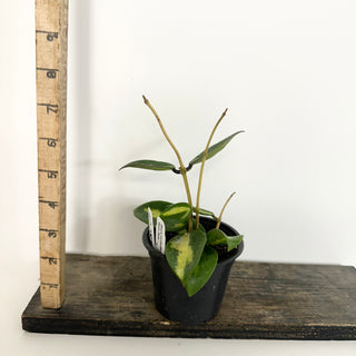 Hoya verticillata 'Suet Jade' [#2285]