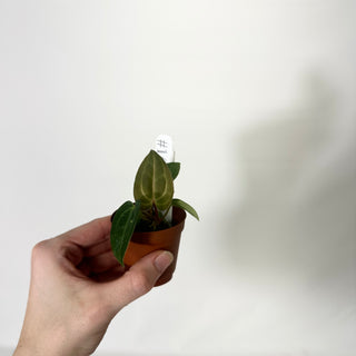 Anthurium carlablackiae x 'Arnold Schwarzenegger' - 2 Seedlings [#1658]