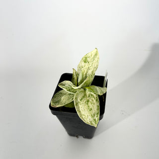 Z-5302 - Scindapsus pictus ‘Mangurai’ variegated