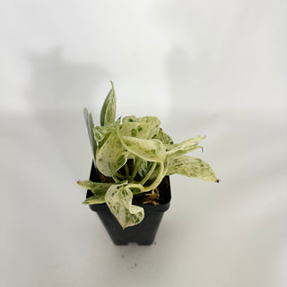 Z-4758 - Scindapsus pictus ‘Mangurai’ variegated