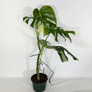 Monstera deliciosa var. borsigiana albo-variegata [#1638]