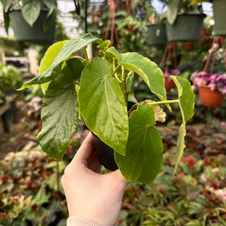 Begonia dichroa