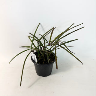 Hoya insularis [#1666]