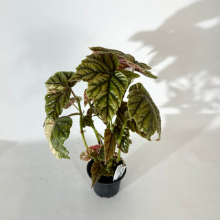 Begonia metallica variegata [#2056]