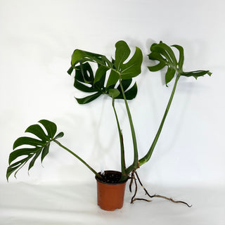 Monstera deliciosa compacta [#1086]