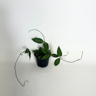 Dischidia lancifolia [#1990]