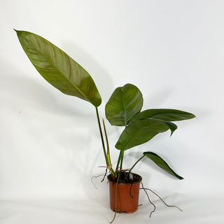 Z-4324 - Philodendron patriciae x ruizii **2nd Release**