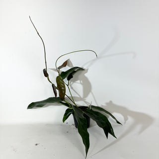 Hoya macgillivrayi [#2140]