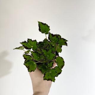 Begonia 'Steve's Leaves Donnie Brown'