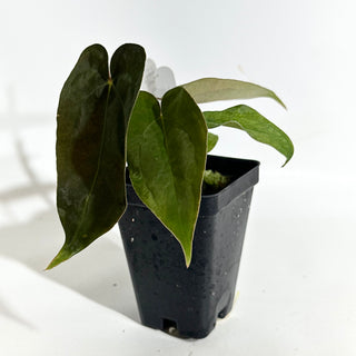 Anthurium papillilaminum SL #1 x 'Amelia's Delight' [#1984]
