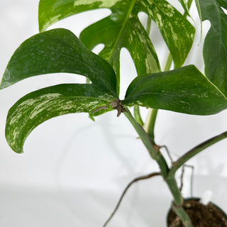 Monstera deliciosa var. borsigiana albo-variegata [#1258]