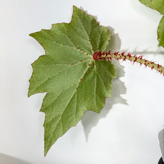 Begonia 'Ricinifolia' [#2051]