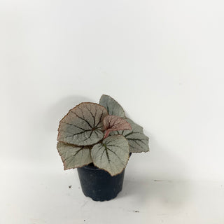 Begonia 'Rice Paper' [#1924]