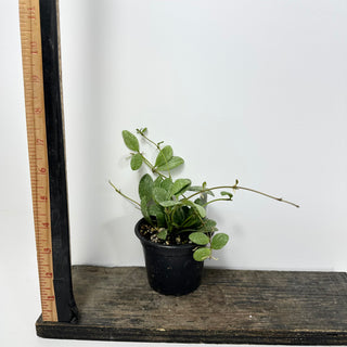 Hoya sp. ETS 10 [#1650]