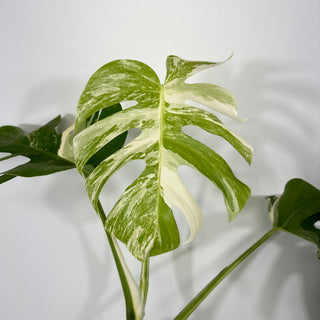 Monstera deliciosa var. borsigiana albo-variegata [#1312]