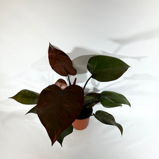 Z-4890 - Philodendron 'Orange Princess' (Non-TC)