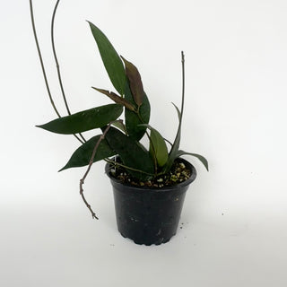 Hoya oreostemma (pink-white) NS 12-318
