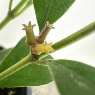 Hoya manipurensis