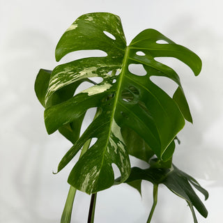 Monstera deliciosa var. borsigiana albo-variegata [#1351]