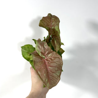 Syngonium podophyllum 'Pink Anya' [#2162]