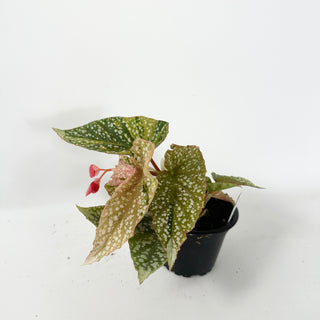 Begonia 'Snow Capped' (Variegated) [#2496]