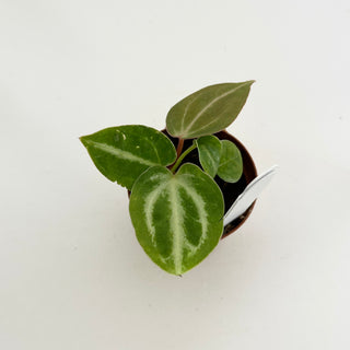 Anthurium 'Brielle'/'Michelle' x self - 3 Seedlings [#1479]