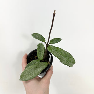 Hoya carnosa 'Grey Ghost' [#1695]
