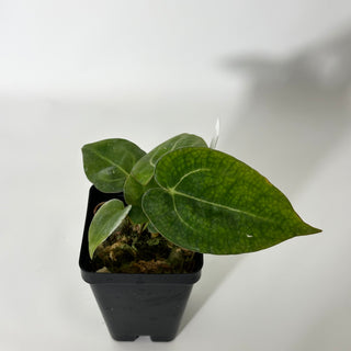 Anthurium carlablackiae x 'Arnold Schwarzenegger' - 2 Seedlings [#1716]