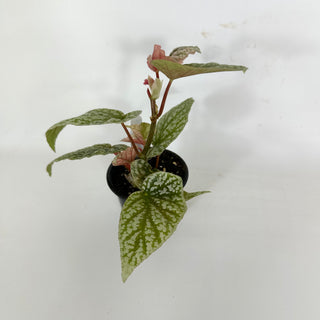 Begonia 'Snow Capped' (Variegated) [#2108]