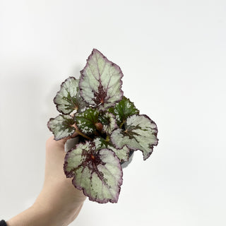 Begonia 'Jessica' [#2148]