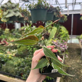 Philodendron hederaceum ‘Micans Halo’