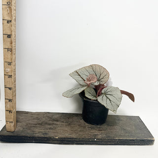 Begonia 'Rice Paper' [#1924]