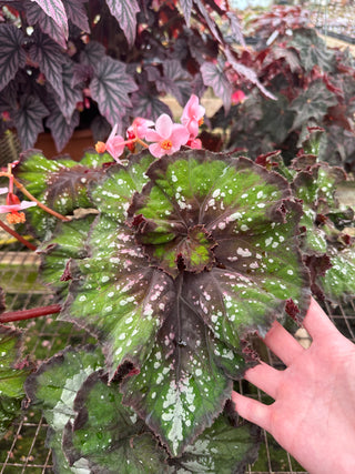 Begonia 'Steve's Leaves Wow'
