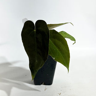 Anthurium papillilaminum SL #1 x 'Amelia's Delight' [#1984]