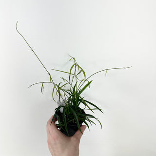 Hoya yvesrocheri [#1983]