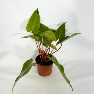 Z-4322 - Philodendron 'Painted Lady' (Non-TC)