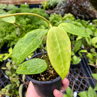 Hoya NAP 20